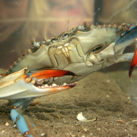 Eine lebende Blaukrabbe in einem Aquarium.