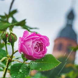 Eine Rose im Klostergarten mit einem Kirchturm im Hintergrund.
