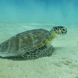 Eine Schildkröte auf dem Meeresboden (Foto: imago images / Addictive Stock)