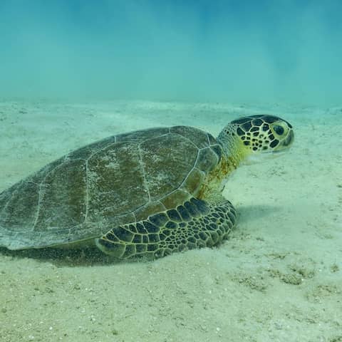 Eine Schildkröte auf dem Meeresboden (Foto: imago images / Addictive Stock)