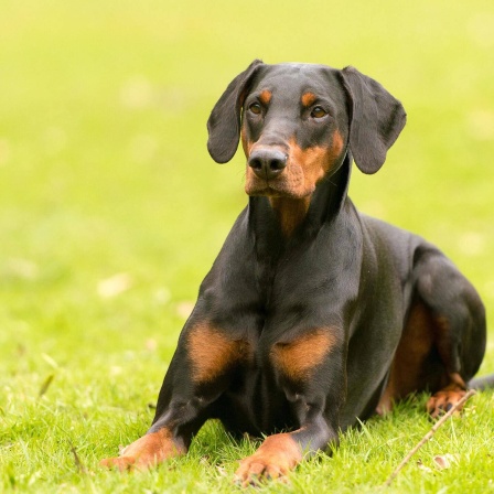 Die Tierdocs: Dobermann schläft nicht