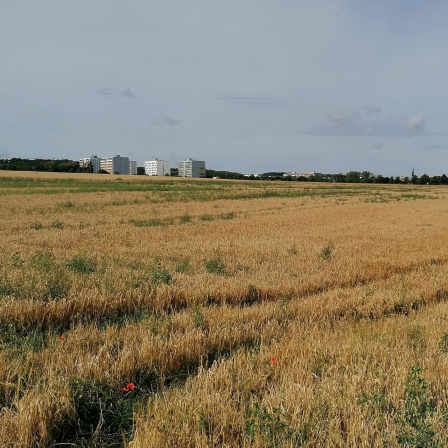 Ein Feld vor einem Dorf.