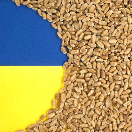Symbolbild: Kreis mit der ukrainischen Flagge in Getreidekörnern