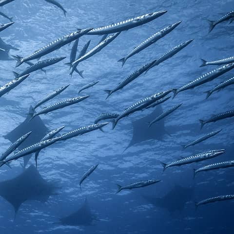 Die fischreichen Gewässer vor den Azoren locken Teufelsrochen und Barrakudas an.