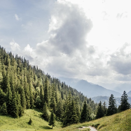 Der Bergwald - Schutzbedürftiger Schutzwall