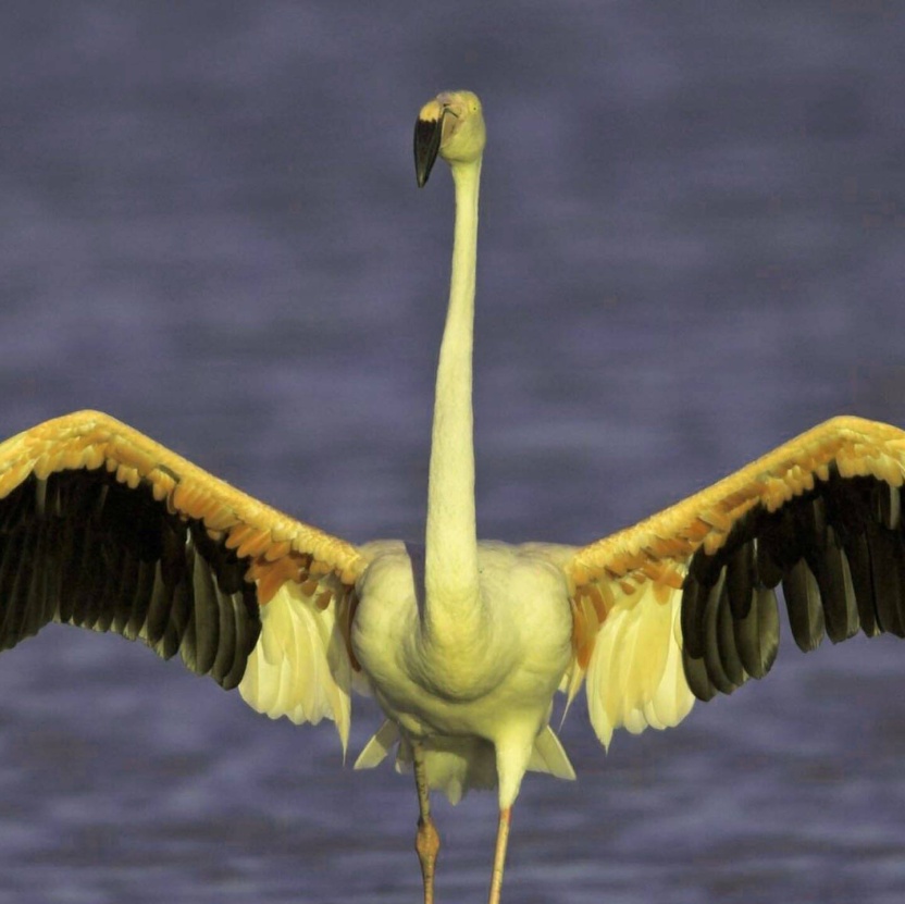 Cover: Die Tierdocs: Flamingo ist grün