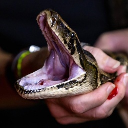 Wie schaut das optimale Bierglas aus? | Tigerpythons haben noch größere Klappe als gedacht | So schädlich ist Zucker im Kleinkindalter (120)