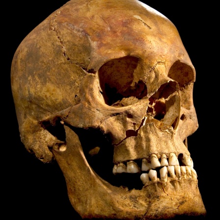 Der im September 2012 gefundene Schädel von Richard III.