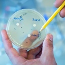 Petrischale mit unterschiedlichen Antibiotikaproben