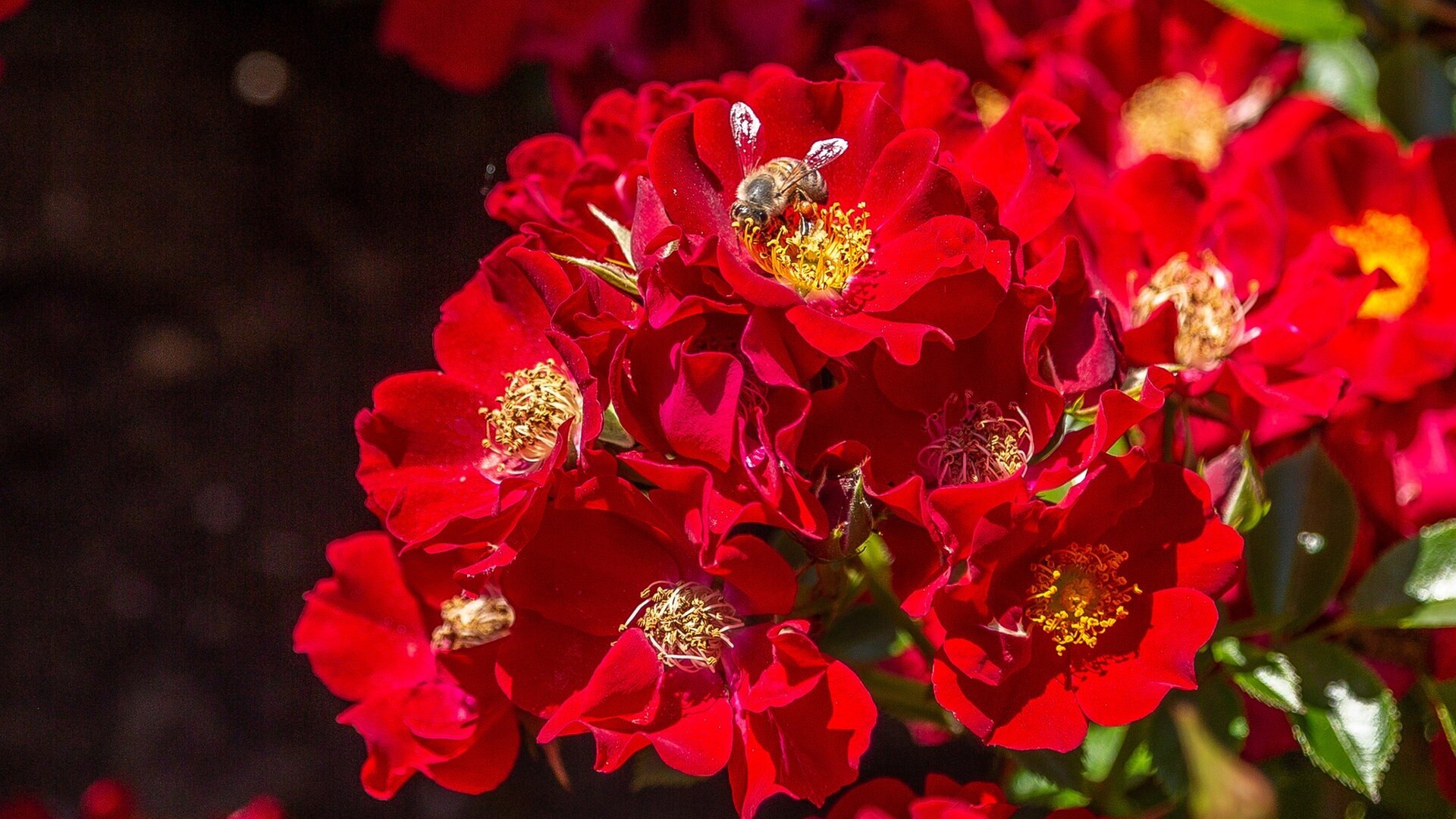 Rasch durch den Garten Rosenklassen Diese Wuchsformen gibt es ARD