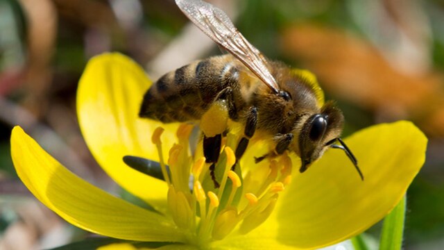 Eine Honigbiene auf einer Blüte.