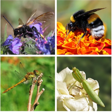 Insektenvielfalt auf der Wiese - Eine Welt für sich