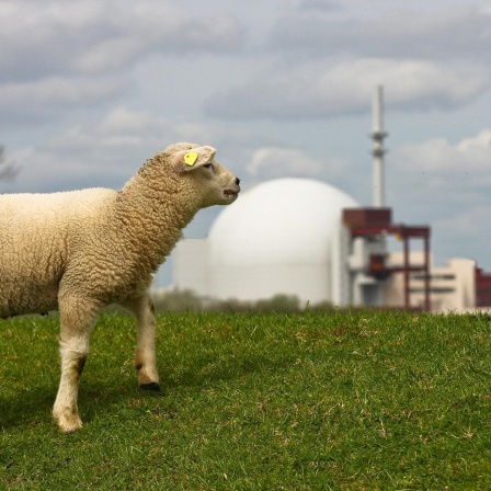 Schaf vor Kernkraftwerk