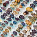 Eine Vitrine mit Käfern aus der entomologischen Sammlung Museum der Natur Hamburg.