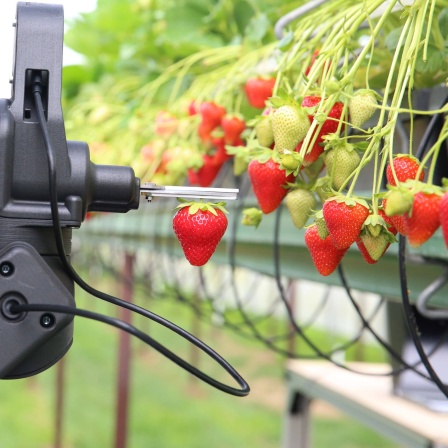 Ein Roboter erntet Erdbeeren.