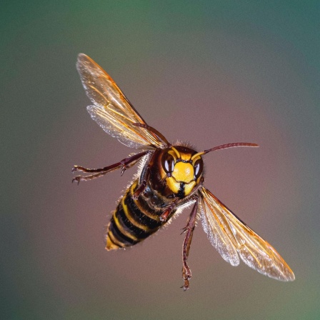 Eine Hornisse mit gelb-schwarzem Körper und ausgebreiteten Flügeln fliegt auf die Kamera vor grauem Hintergrund zu.