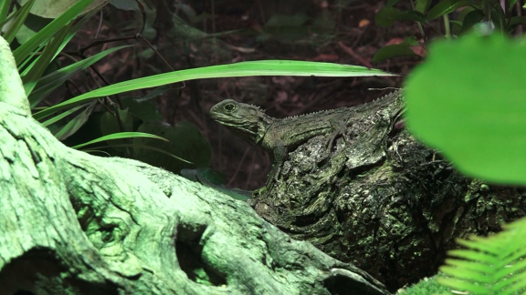 Wer Weiß Denn Sowas? - Das Dritte Auge Der Neuseeländischen Tuatara-echse....