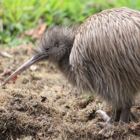 Der Kiwi - Neuseelands Nationaltier in Not