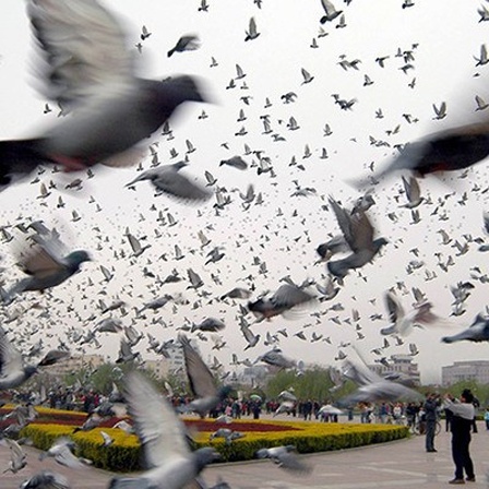Bei einem Brieftauben-Wettbewerb in der chinesischen Stadt Hebi fliegen viele Tauben über einen Platz.