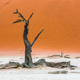 Ein vertrockneter Baum steht in einer Wüste. 