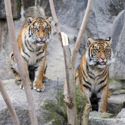 Die Sumatra Tiger Kiara und Oskar im Tierpark Friedrichsfelde Berlin im Juli 2022.