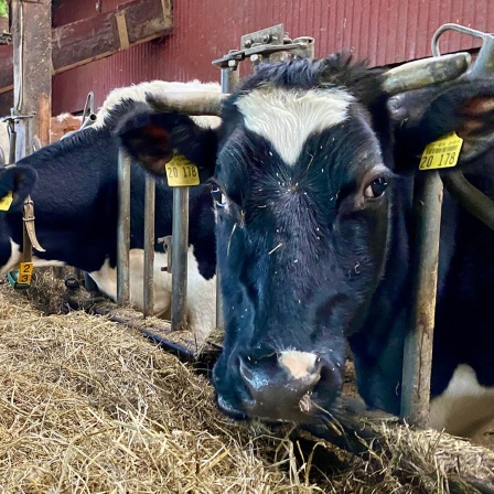 Mehrere Kühe fressen in einem Stall.