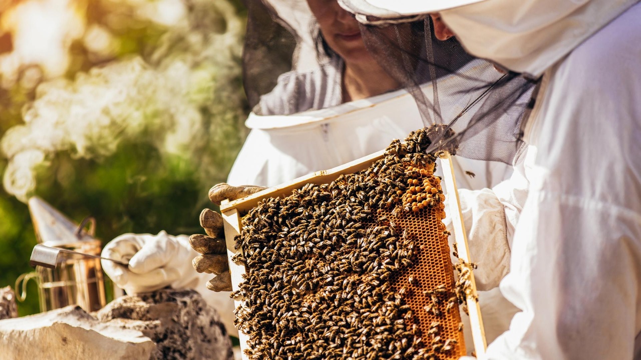 Von Bienen, Honig und Delikatessen