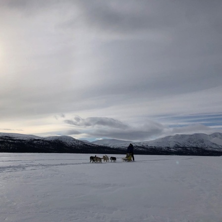 Schlittenhunde in Yukon, Kanada