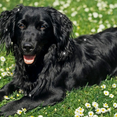 Die Tierdocs: Hund glänzt