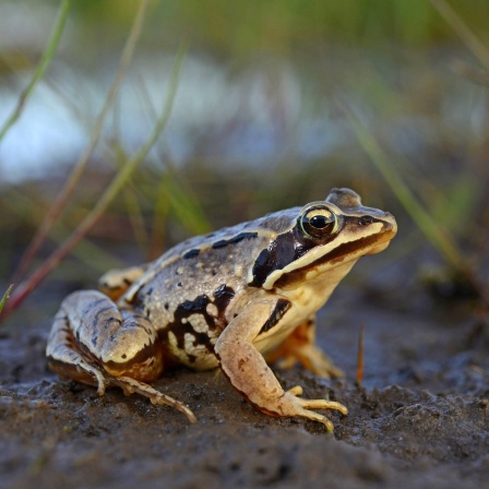 Moorfrosch