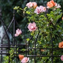 Persische Rosen an Rosenbögen