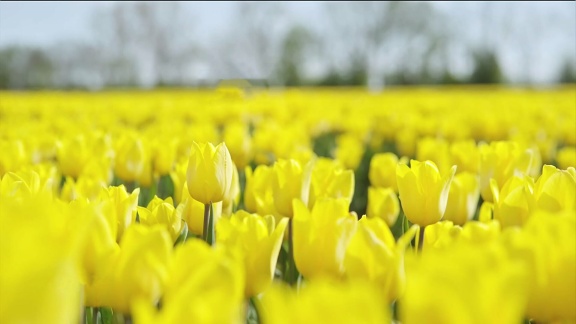 Mittagsmagazin - Ein Tulpenmeer In Deutschlands Mitte