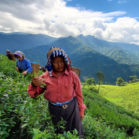 Zwei Frauen ernten Darjeeling-Tee auf einem Berg, im Hintergrund das grüne Tal im Sonnenlicht