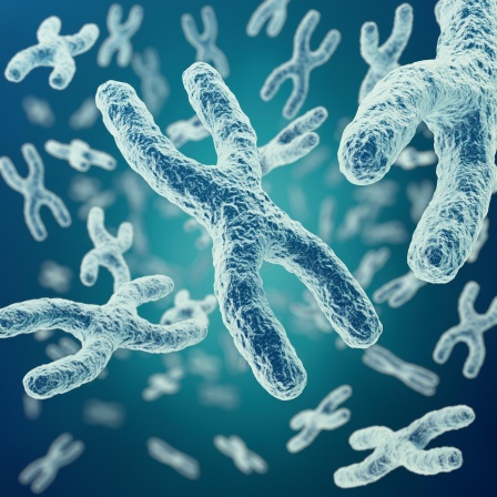 Chromosomen - Bausteine des Lebens
