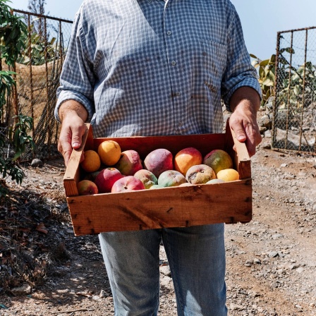 Bauer mit einem Kiste Mangos