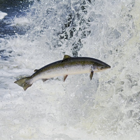 Atlantischer Lachs in Neufundland