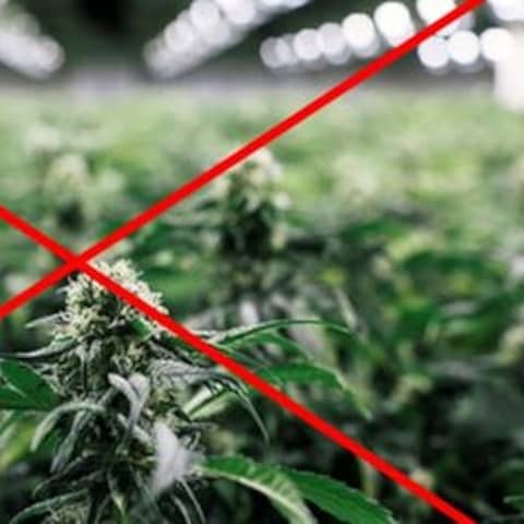 Hanfpflanze, gegen Legalisierung