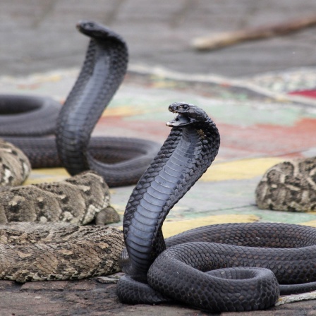 Schwarze Kobras eines Schlangenbeschwörers tanzen auf einem Marktplatz