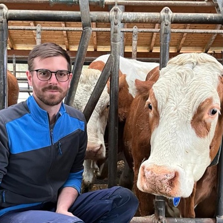Maximilian Knoller, Landwirt, der Kühe in der Komfortzone hält