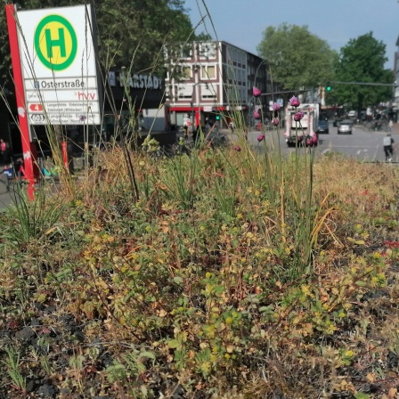 Das begrünte Dach einer Bushaltestelle an der Osterstraße in Hamburg, das Wildbienen anlocken soll.