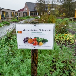 Ein Mensa-Garten ist mit einem Schild für die angepflanzten Gemüsesorten ausgestattet.
