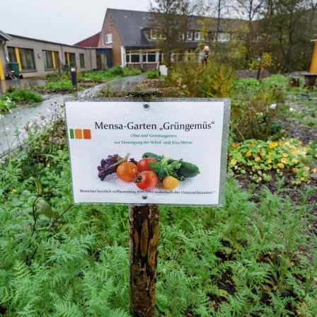 Ein Mensa-Garten ist mit einem Schild für die angepflanzten Gemüsesorten ausgestattet.