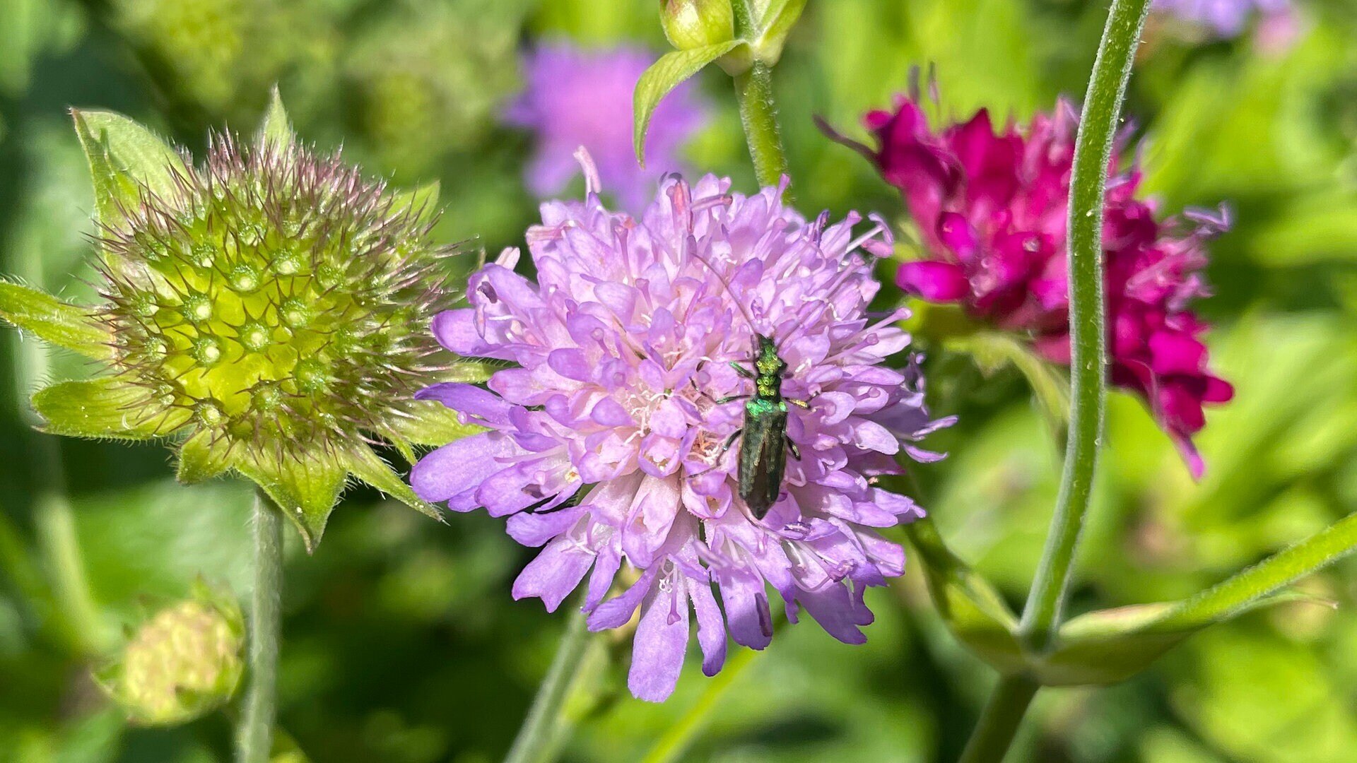 MDR Garten Insekten benötigen einheimische Blühpflanzen ARD Mediathek