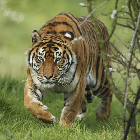Die Tierdocs: Tiger jagt Schnäppchen