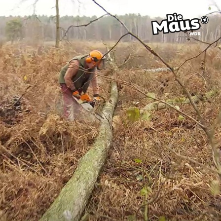 Waldarbeiter zersägt einen Baum