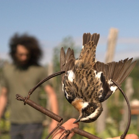 Ein Braunkehlchen ist in einer Schlagfalle gefangen (undatierte Aufnahme). Millionen von Vögeln verenden jedes Jahr qualvoll bei der illegalen Jagd in Italien.