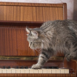 Katze läuft auf einem Klavier