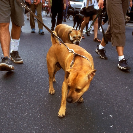 Hunde an der Leine anlässlich einer Demo gegen die Kampfhundeverordnung