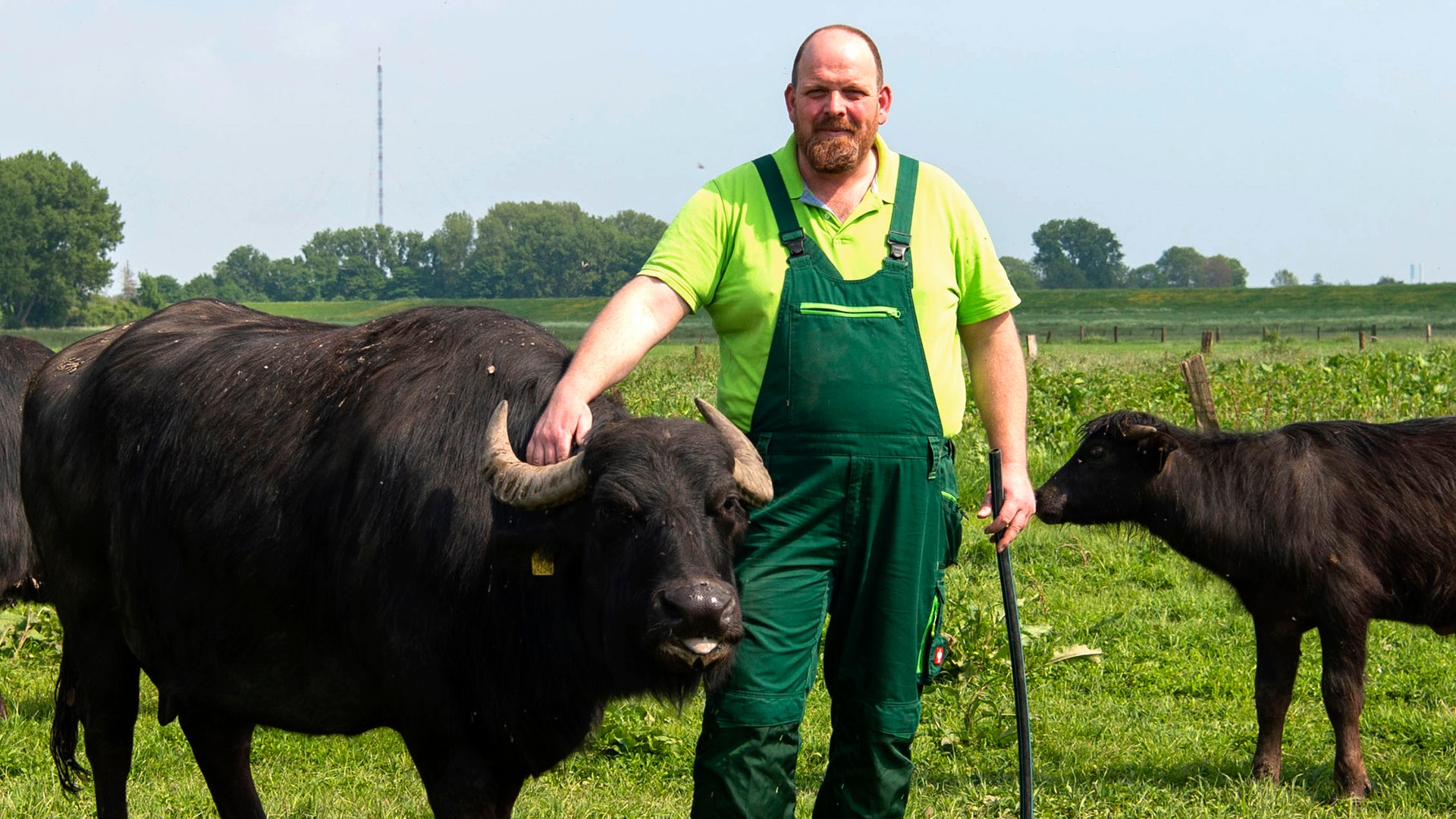 Land & Lecker: Asiatische Wasserbüffel Am Niederrhein (S21/E03) | ARD ...