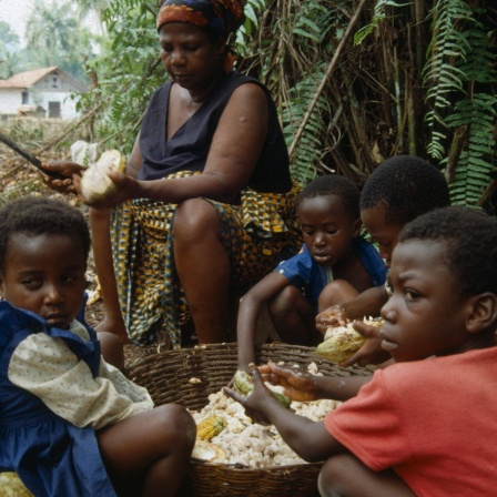 Noch immer gibt es Kinderarbeit bei der Kakaoernte in Westafrika. Das Lieferkettengesetz soll das verhindern, indem bei der Zulieferung an Unternehmen in Deutschland und ganz Europa auf faire Arbeitsbedingungen geachtet wird.